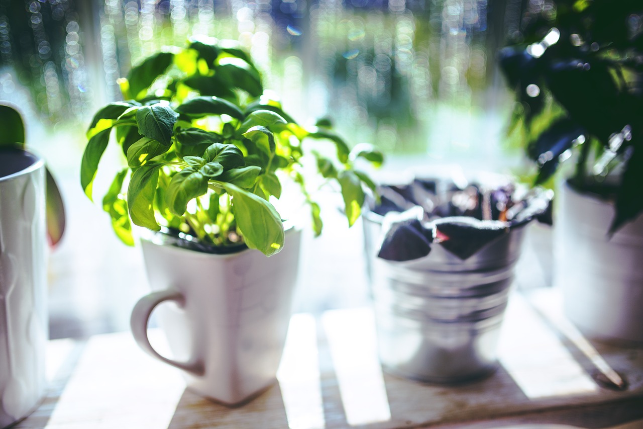  5 Herbs to Grow in Your Garden