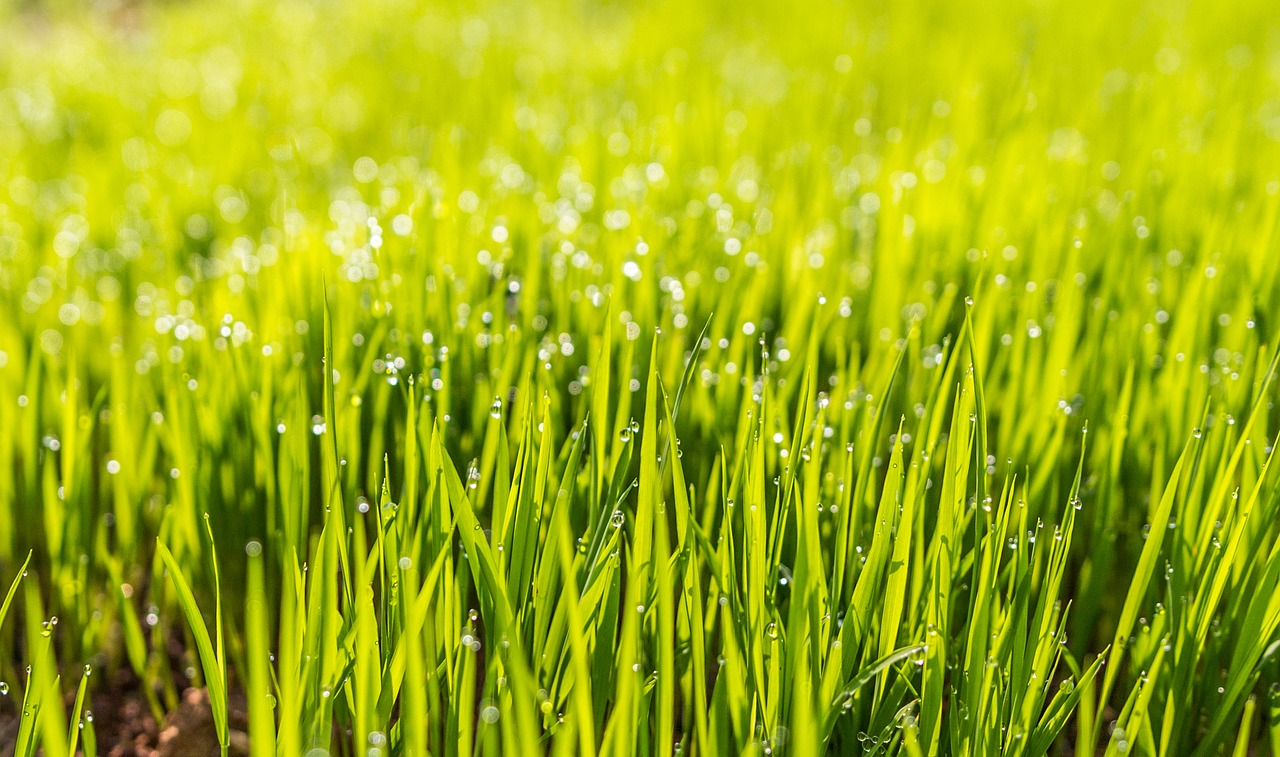 How To Have An Organic And Natural Lawn